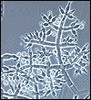 MICROTRICH-1L